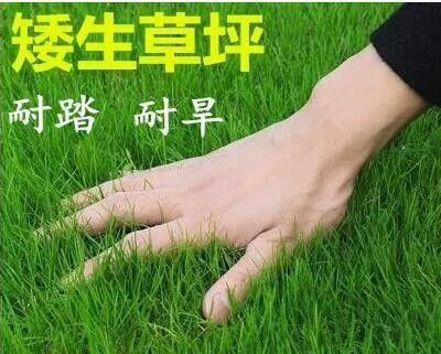 狗牙根草籽的播种时间（如何选择合适的播种时期让狗牙根茁壮成长）