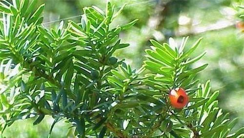 红豆杉扦插育苗技巧（从扦插到移栽，全面了解红豆杉的育苗过程）
