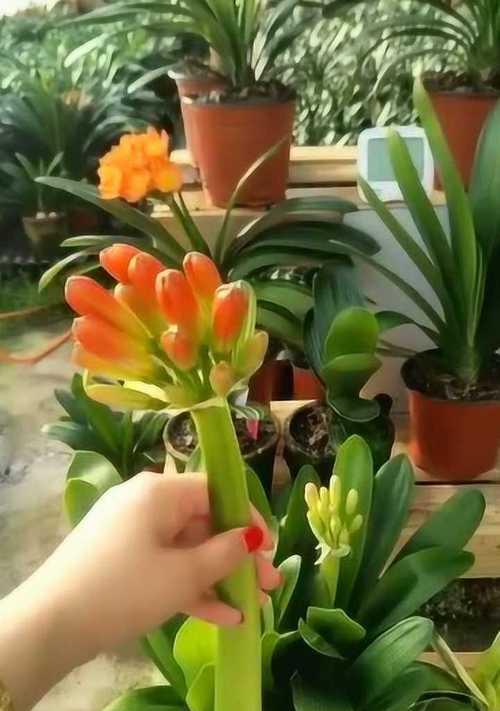 如何正确浇水养护君子兰？（君子兰的浇水技巧与注意事项）