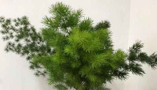 蓬莱松的养殖方法与注意事项（打造美丽园林的选择）