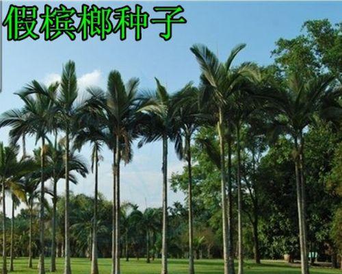椰子种子的传播方式（探究椰子种子的传播途径及影响因素）
