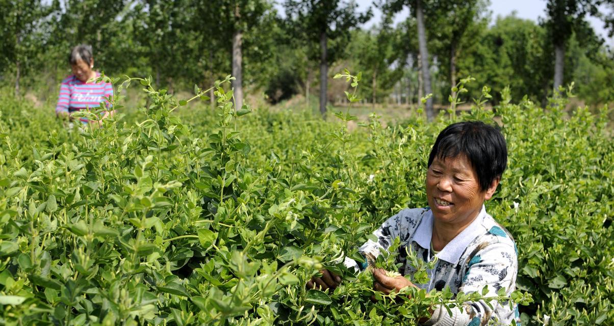 金银花树的种植方法（让你的家园更美丽）