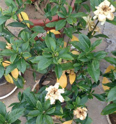 栀子花黄叶原因深究（探寻栀子花黄叶成因，提高养护效果）