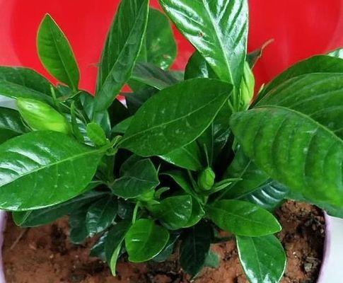 栀子花黄叶原因深究（探寻栀子花黄叶成因，提高养护效果）