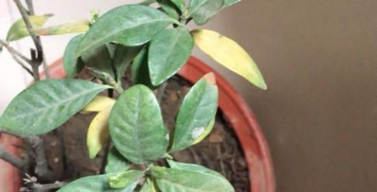 栀子花黄叶原因深究（探寻栀子花黄叶成因，提高养护效果）