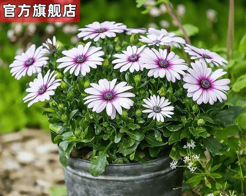 阳台养蓝目菊的秘诀（打造花海般的阳台花园，蓝目菊让你轻松get）