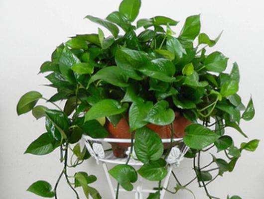 净化室内空气，让生活更健康（哪些植物能帮助净化室内空气）