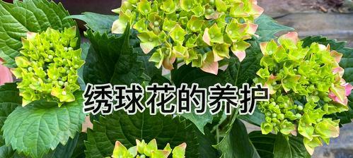 如何正确养护绣球花（浇水技巧与养殖要点）