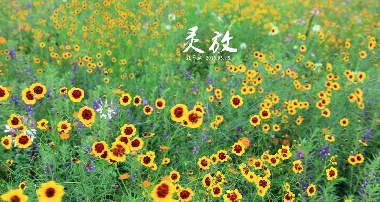 枸杞花语（探寻枸杞花语的深层含义）
