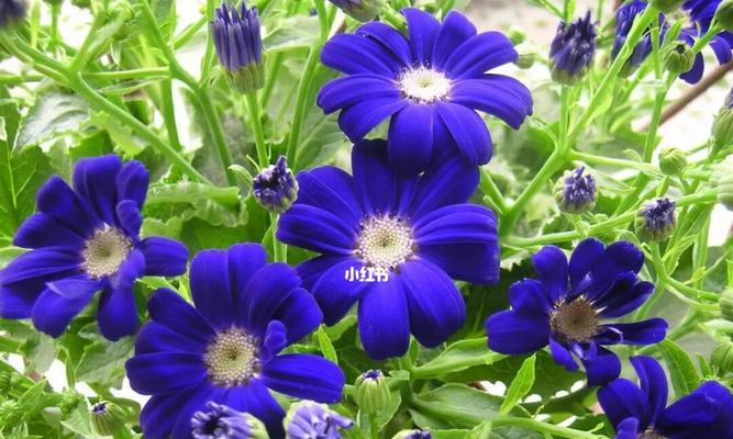 瓜叶菊花语（探索瓜叶菊花语的深意，感受大自然的神奇）