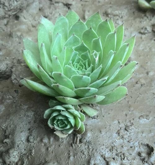 观音莲开花的意义与象征（寓意深远、生命之美）