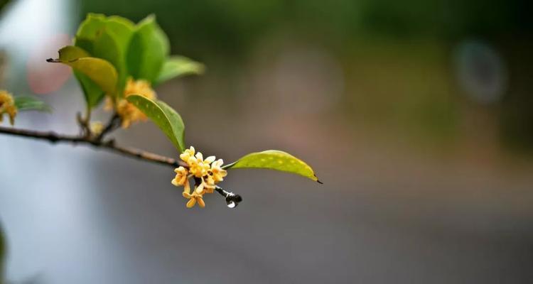 丹桂花（丹桂花语解析及其在人们生活中的意义）