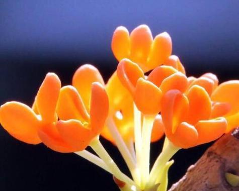 丹桂花（丹桂花语解析及其在人们生活中的意义）