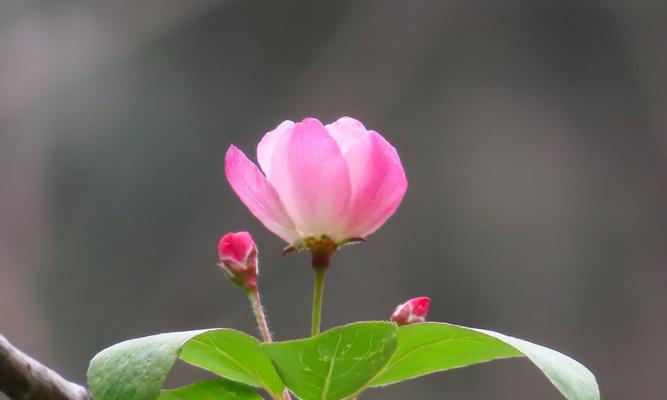 海棠花（传承千年的浪漫之花）