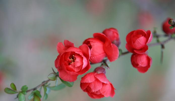 海棠花（探寻海棠花的寓意和文化内涵）