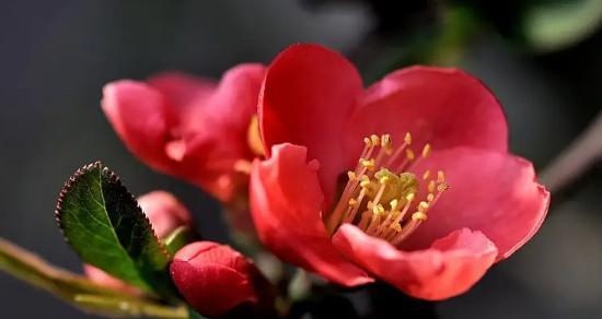 海棠花（探寻海棠花的寓意和文化内涵）