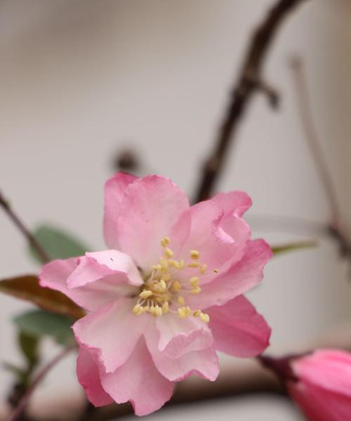 海棠花传说与花语（海棠花开不败，寓意深远）