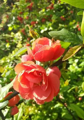 海棠花传说与花语（海棠花开不败，寓意深远）