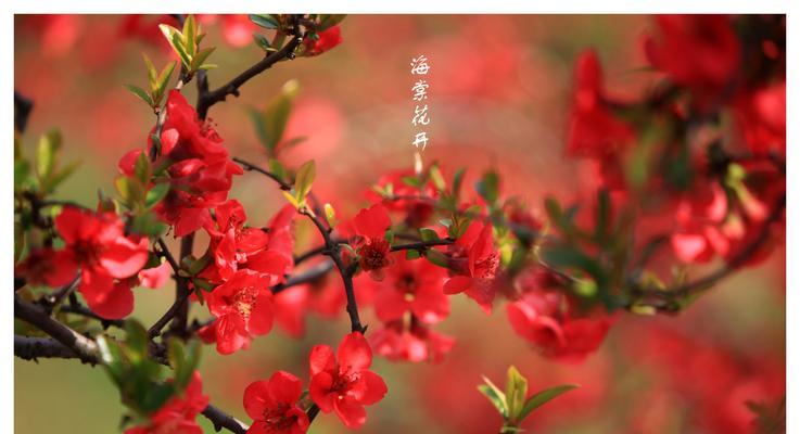 海棠花开，寓意盛世繁华（唤起美好的向往，赋予生活深刻的意义）
