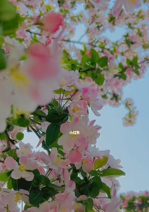 海棠花开，寓意盛世繁华（唤起美好的向往，赋予生活深刻的意义）