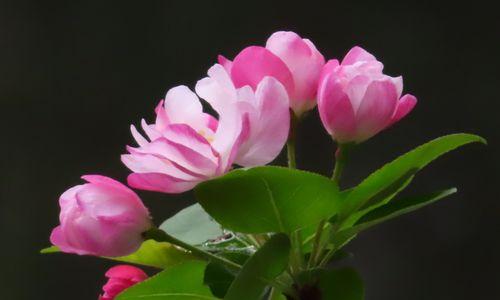 海棠花（传承千年的文化之花，以海棠花为主题的文化探索）