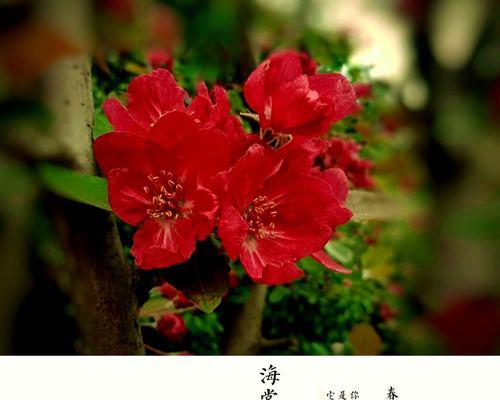 海棠树的象征意义（傲然屹立的海棠树与人生哲理）
