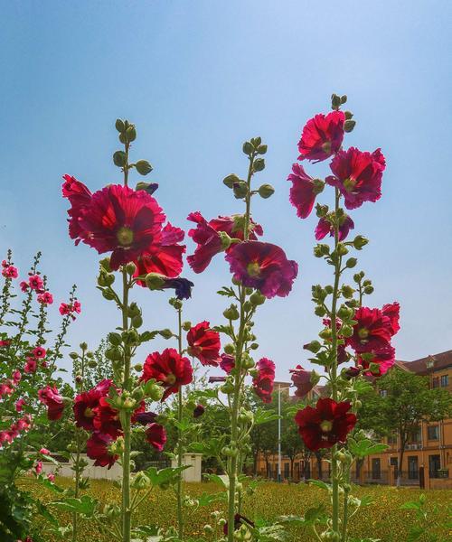 海桐花的花语与意义（探索海桐花花语的深层含义）