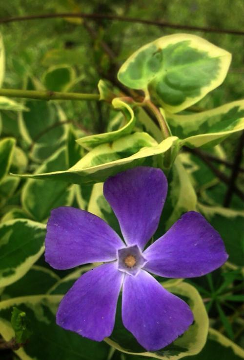 海桐花的花语与意义（探索海桐花花语的深层含义）