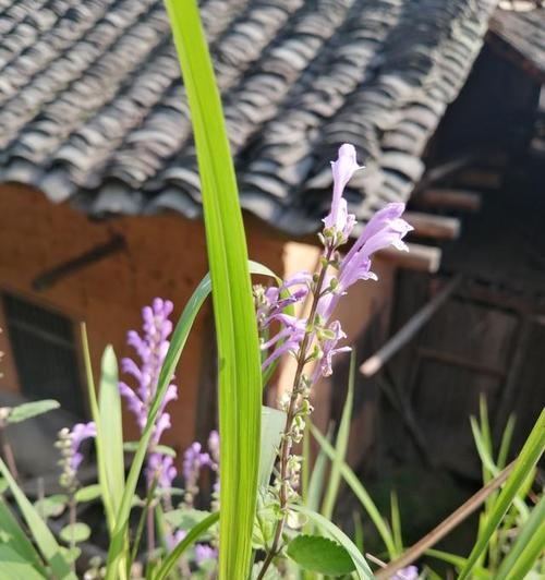 韩信草的花语（传承正义，化解纷争，打造美好世界的关键）