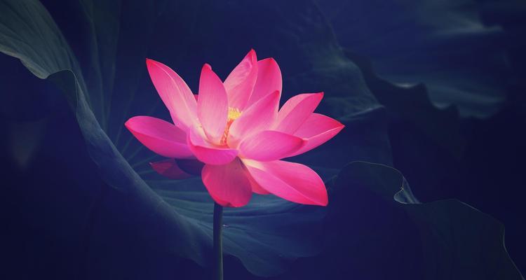 以荷花象征着什么人（荷花之美与人的品质）