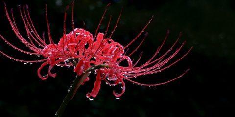 黑色彼岸花（揭开黑色彼岸花的花语之谜）