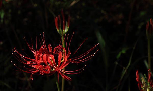 黑色彼岸花（揭开黑色彼岸花的花语之谜）