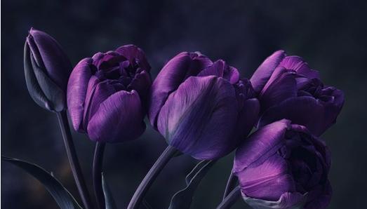 黑色郁金香花语（探寻黑色郁金香的内心世界）