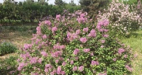 红丁香的象征寓意与美丽花语（用花语解读红丁香，体味自由与热情之美）