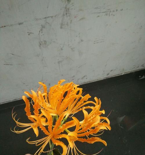 红花石蒜花语（探寻红花石蒜的含义，解读花语的秘密）