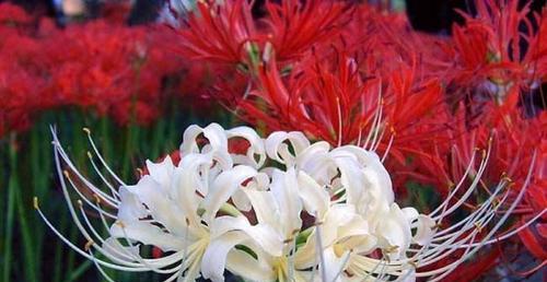 红花石蒜花语（探寻红花石蒜的含义，解读花语的秘密）