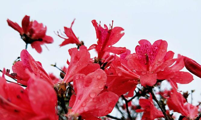 红色杜鹃花的寓意——爱的热情与奉献精神（红色杜鹃花）