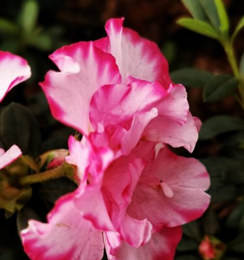 红色杜鹃花的寓意——爱的热情与奉献精神（红色杜鹃花）