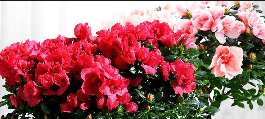 红色杜鹃花的寓意——爱的热情与奉献精神（红色杜鹃花）