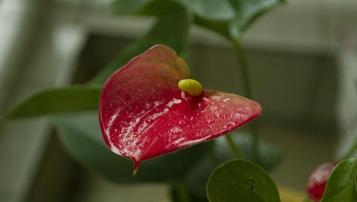 红色马蹄莲花语（美丽花朵背后的深刻内涵与寓意）