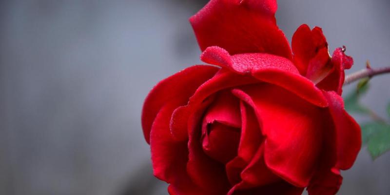 粉红色玫瑰花语的神秘意义（揭示玫瑰花中粉红色的秘密与象征）