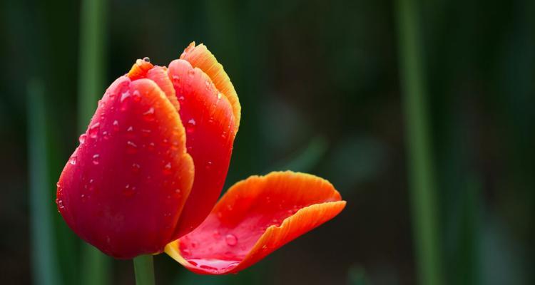 红色郁金香的花语与象征（热情奔放，勇敢表白的红色郁金香）