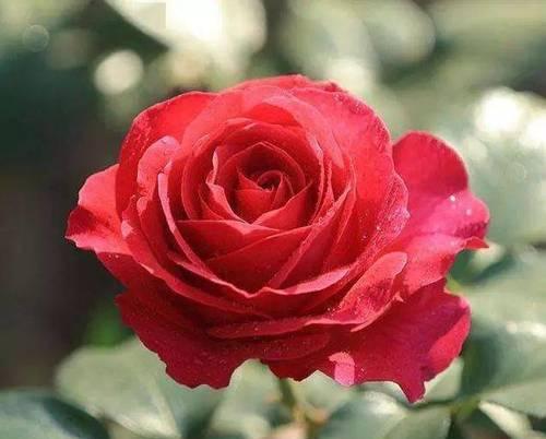 红色月季花语（揭开红色月季花的爱情密码）
