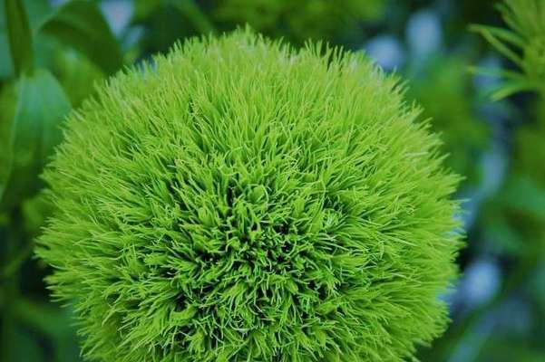 胡杨树的花语与寓意（沙漠中的生命奇迹——胡杨树的花语和寓意）