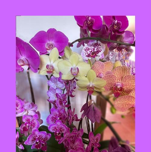台湾蝴蝶兰花语的奥秘（揭开台湾蝴蝶兰背后的花言语，让我们一起走进这美丽的世界）