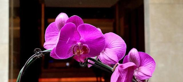 蝴蝶兰的花语与不同颜色的象征意义（探寻蝴蝶兰花色所蕴含的深意）