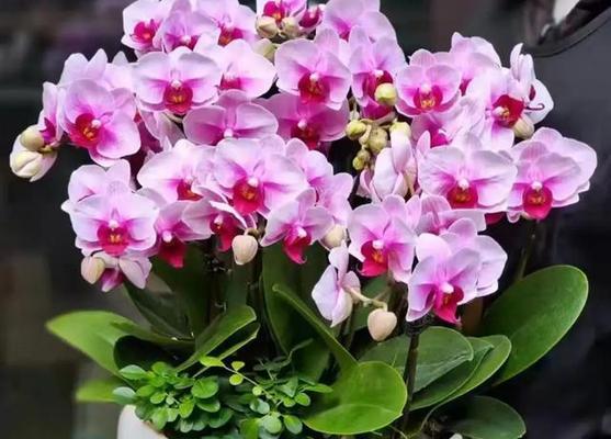 蝴蝶兰花语之美丽与自由（一朵蝴蝶兰，寄托了多少情感）