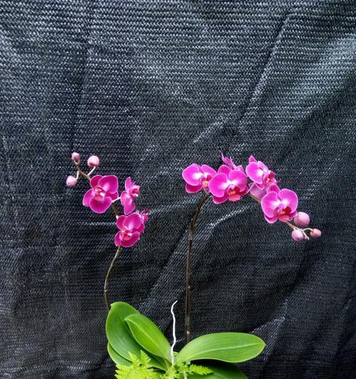 蝴蝶兰花语之美丽与自由（一朵蝴蝶兰，寄托了多少情感）