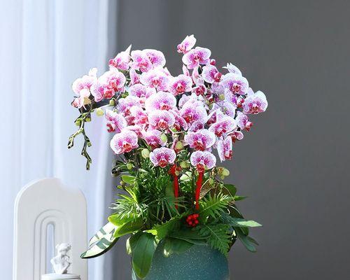 蝴蝶兰的美丽与意义（探寻蝴蝶兰的花语与象征）
