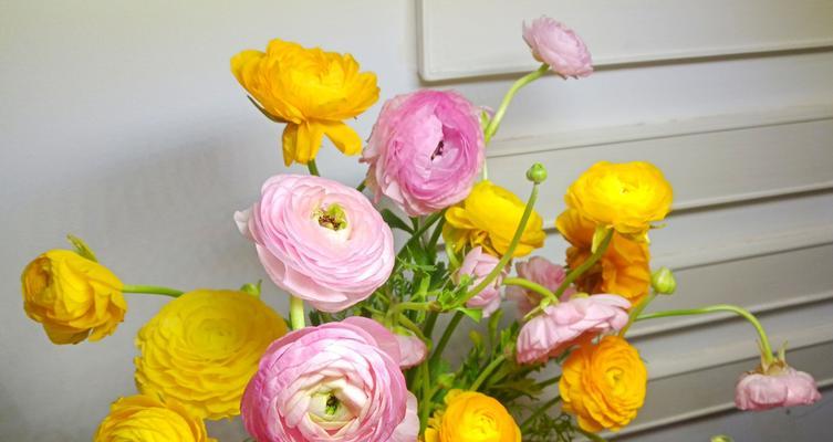 花开绚烂，花毛茛花语的诠释（以花毛茛的花语为引，探索自然之美）